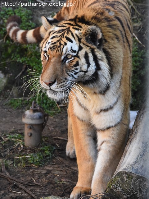 a0052986_21121157.jpg