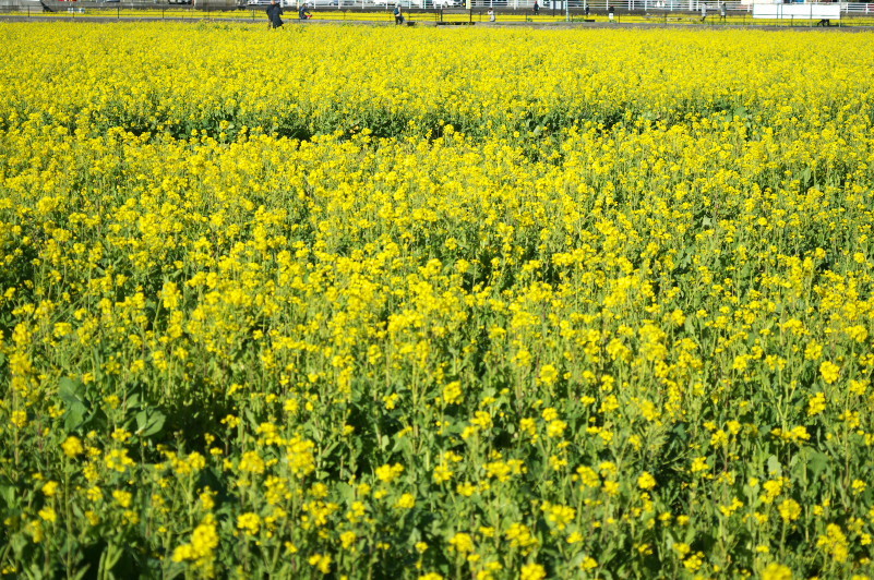 e0362418_12402241.jpg