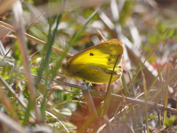 c0045352_17513097.jpg