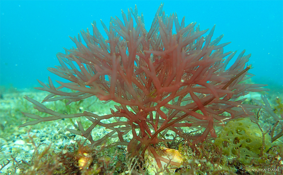 e0158261_1715023.jpg