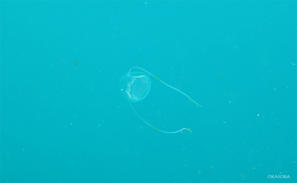 e0158261_1715978.jpg