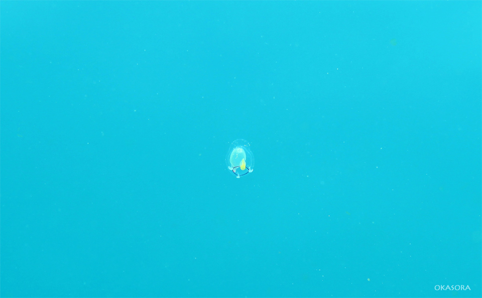 e0158261_172118.jpg