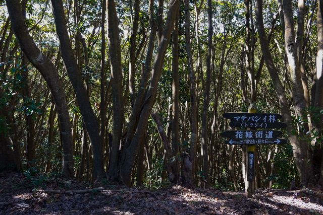 b0247073_2053263.jpg