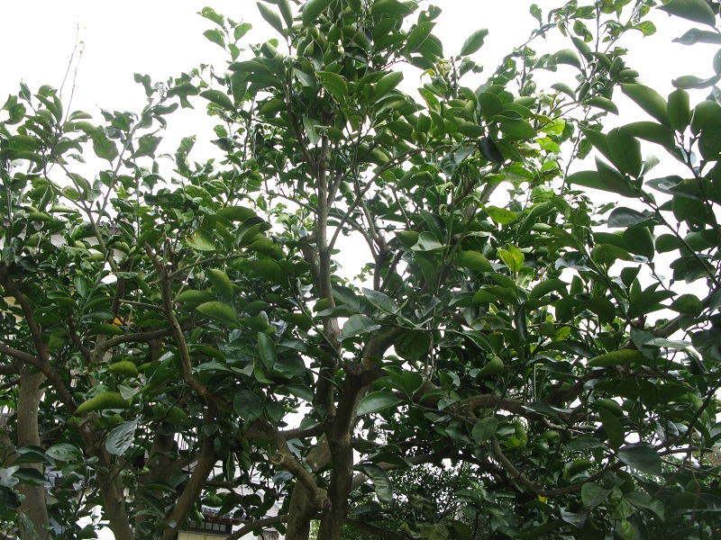 d0333943_15454892.jpg
