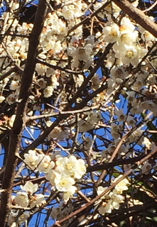 c0039501_12431237.jpg