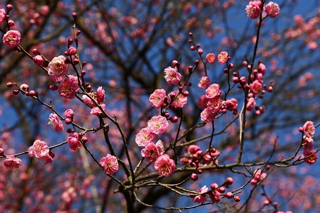 a0242438_20042011.jpg