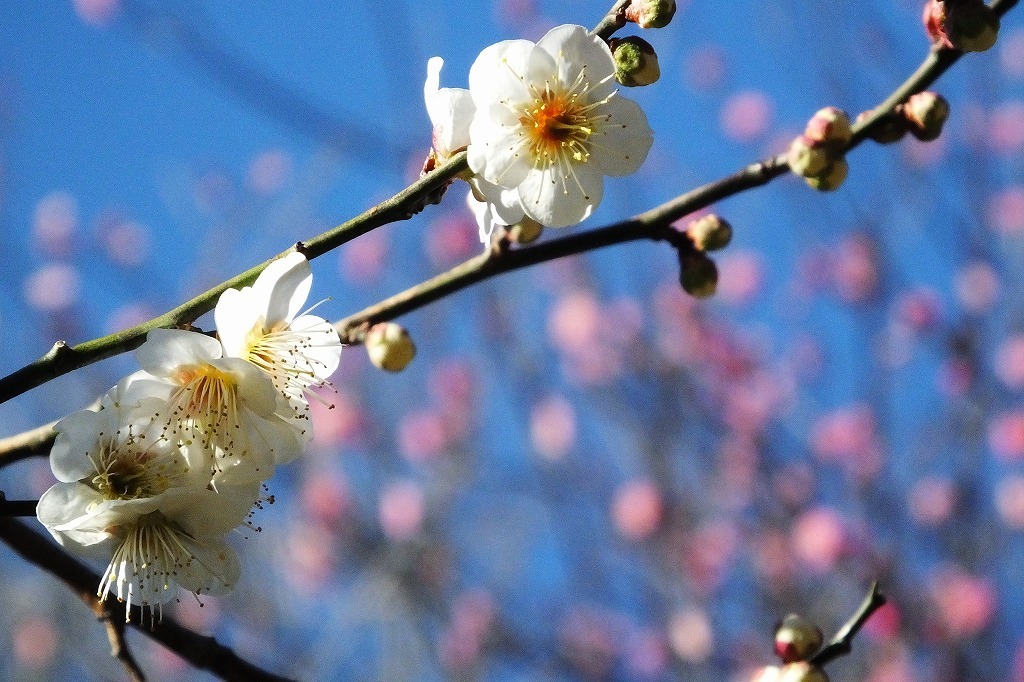 b0236251_14085392.jpg