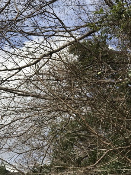 e0024081_21404844.jpg
