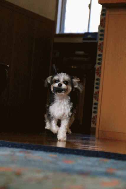 c0145250_09471440.gif
