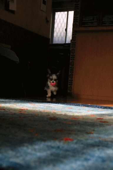 c0145250_09473859.gif
