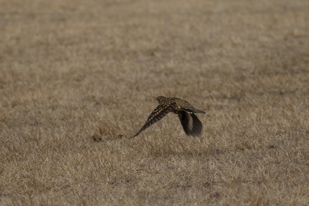 c0148777_2073289.jpg