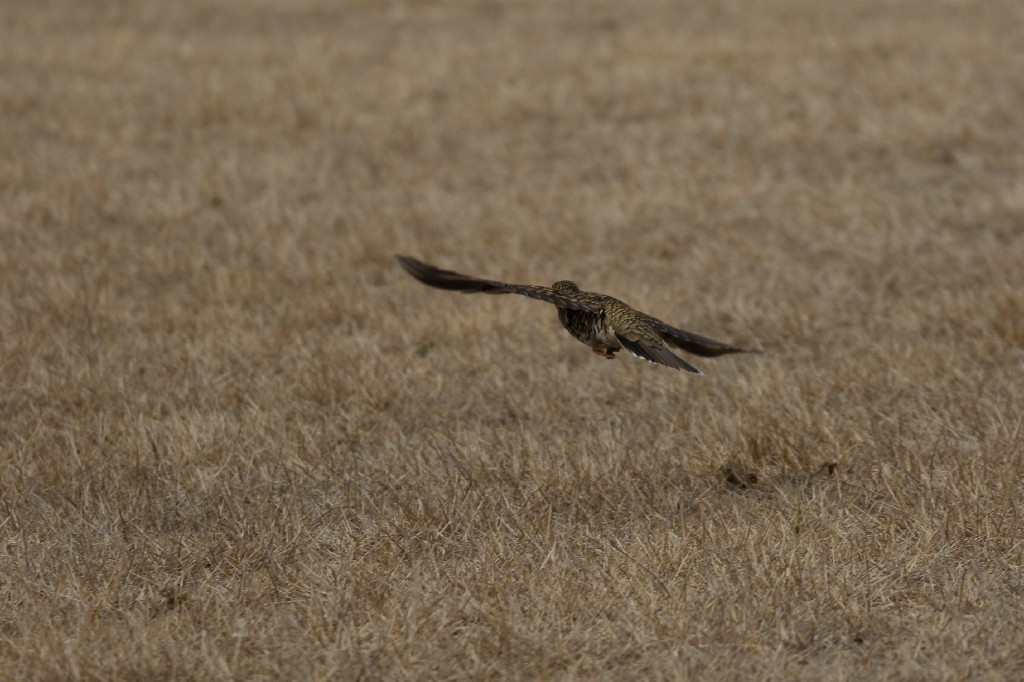 c0148777_207527.jpg