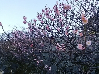 a0257080_23483874.jpg