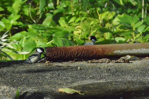 c0204385_23133510.jpg