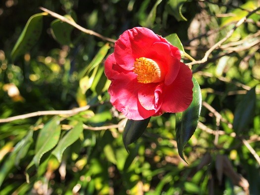 e0245404_1162222.jpg