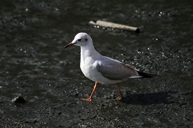 a0242438_22035335.jpg
