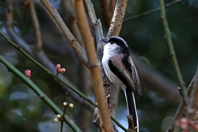 a0242438_22064676.jpg