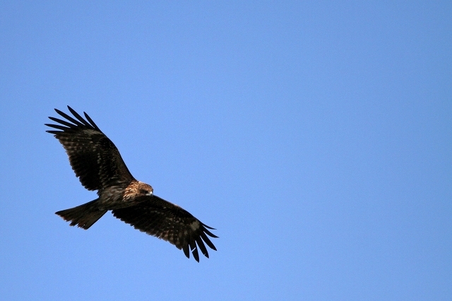 a0242438_22070652.jpg