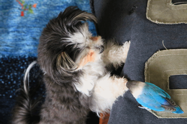 c0145250_09101034.gif