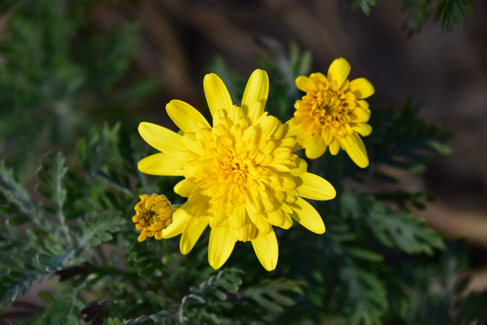 c0049299_22514244.jpg