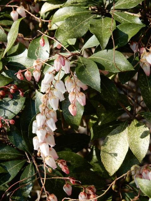 e0025300_1749487.jpg