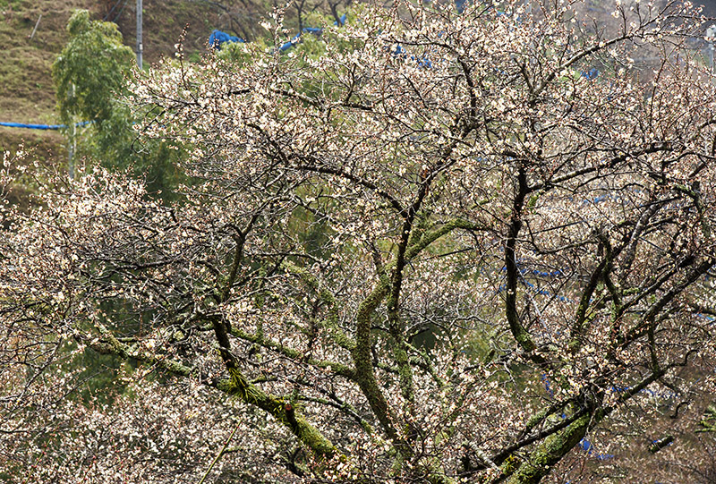 d0147530_1140699.jpg