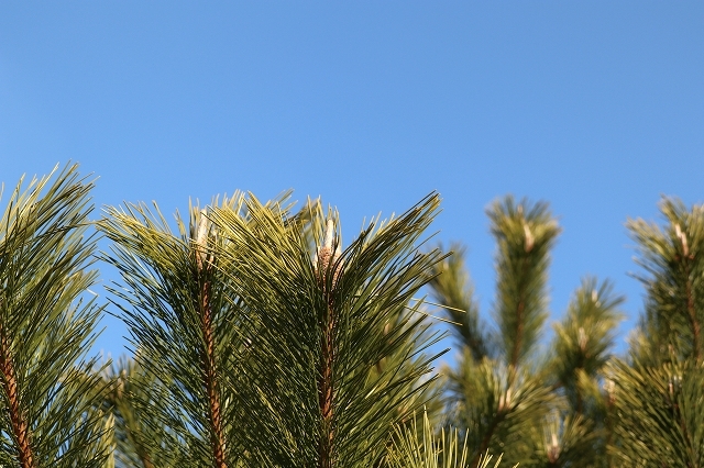 a0242438_20261150.jpg