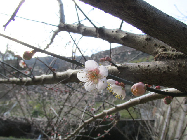f0341616_15543695.jpg
