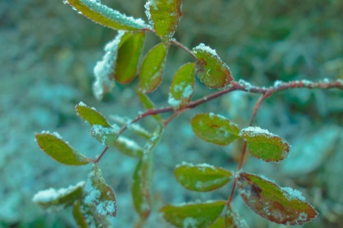 f0375039_07563115.jpg