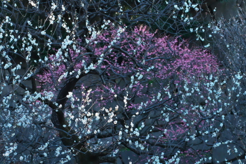 a0263109_21234764.jpg