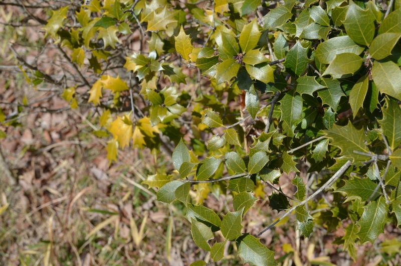 f0191517_1452629.jpg