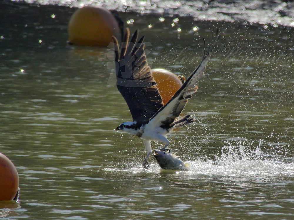 a0330864_17441756.jpg