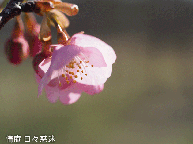 e0346064_19193039.gif