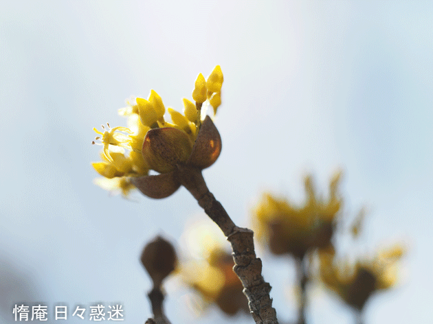 e0346064_21395102.gif
