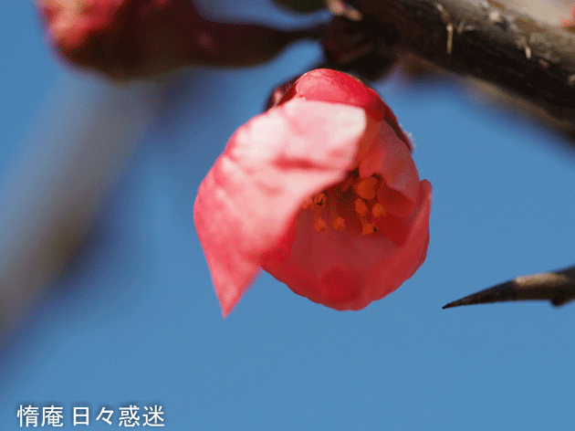 e0346064_21395212.gif