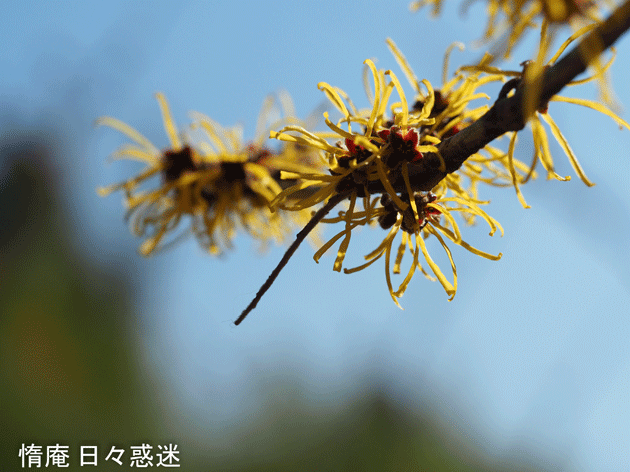 e0346064_21395305.gif