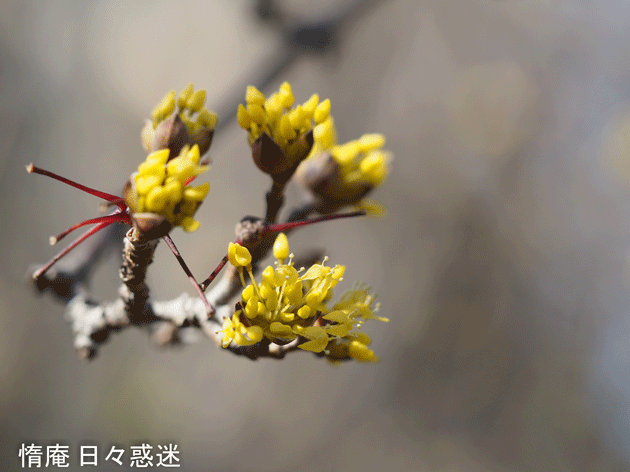 e0346064_21395367.gif