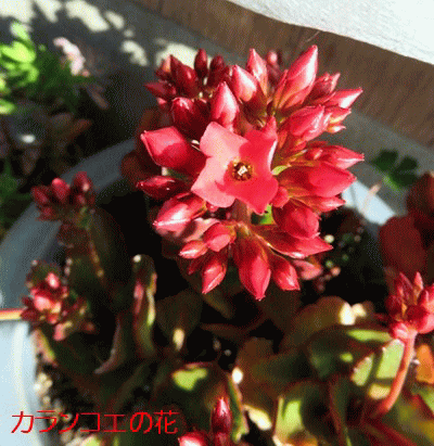 f0003174_10592368.gif