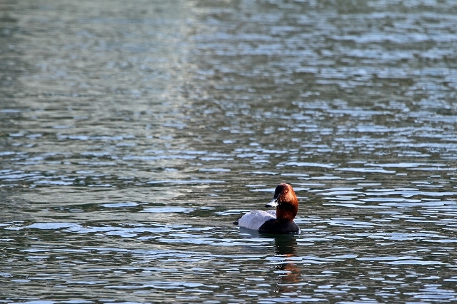 a0242438_20005721.jpg