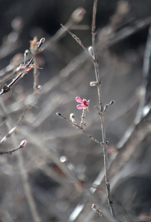 a0001354_22541409.gif