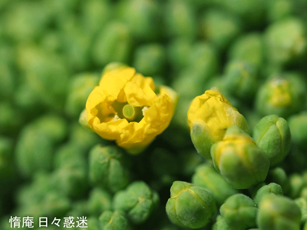 e0346064_16093451.gif