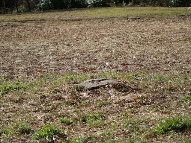 f0345263_21454203.jpg