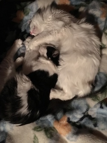 d0101787_20254908.jpeg