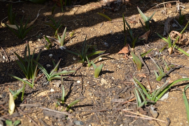 c0124100_18235458.jpg