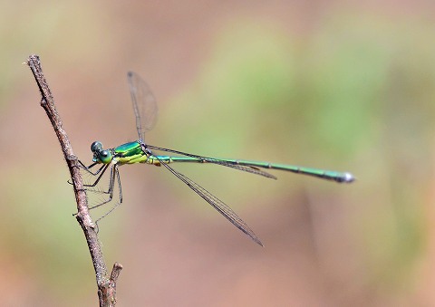 a0117305_2311488.jpg