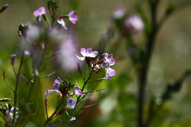 a0242438_21094737.jpg
