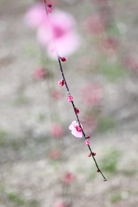 e0083238_041776.jpg