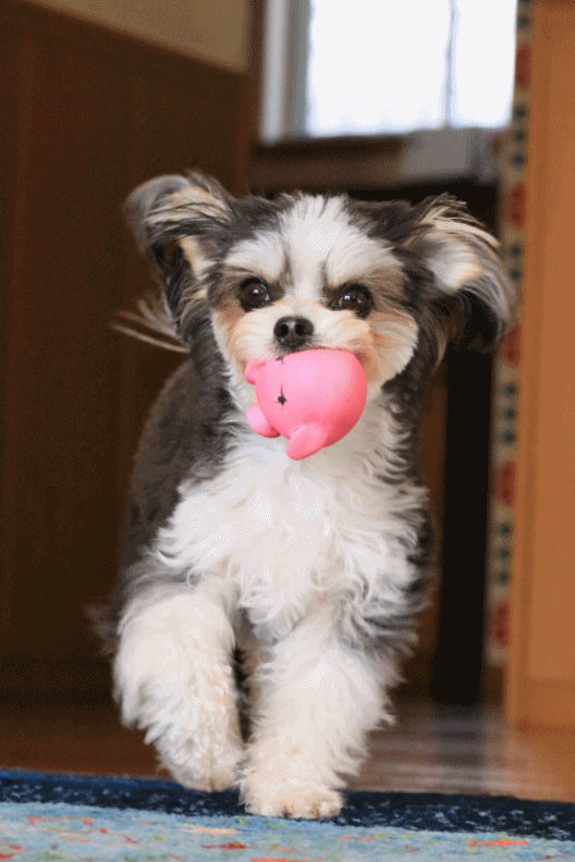 c0145250_09024731.gif