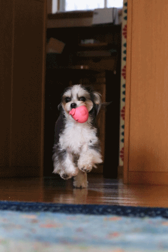 c0145250_09040303.gif