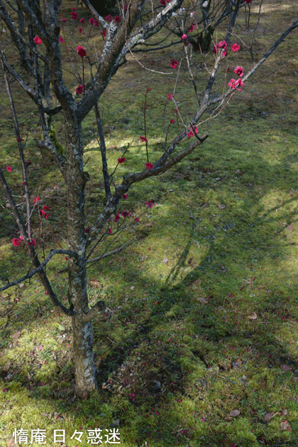 e0346064_16491367.gif
